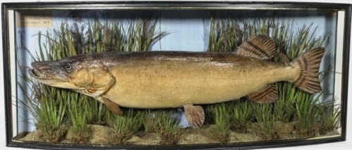 A good Avon Pike by J. Cooper & Sons, set amongst aquatic vegetation within a gilt lined and bow fronted case, blue painted backboard mounted with snap tackle and applied paper legend plaque “From Trafalgar Waters, The Avon, 23rd October 1895", Radnor Str
