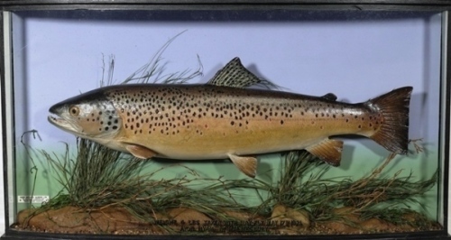 A rare Hardy Bros. Brown Trout, mounted in naturalistic river bed setting within a bow fronted case, gilt inscribed “Weight 4lbs Taken with May Fly, May 17th, 1921, Avon, Hyam, Nr. Malmesbury" green/blue graduated painted backboard with rectangular applie