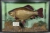 A fine and rare Crucian Carp by J. Cooper & Sons, mounted in naturalistic setting with a bow fronted display case, internal ivorine legend plaque “Crucian Carp, 2lbs 9ozs 12drms, Caught at Hawkstone, 14th July 1956 by J. Naylor", graduated grey/green pain