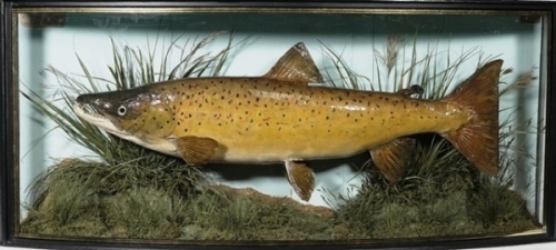 A fine and rare Bull Trout by J. Cooper & Sons, mounted in naturalistic riverbed setting within a gilt lined and bow fronted case, blue backboard with applied paper legend “Bull Trout, Caught by Captain Freeman, October 28th, 1910, Weight 6lbs 2ozs", Radn