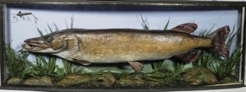 The Rev. Thomas Seccombe Gray cased and mounted 30lb Pike, set amongst aquatic vegetation with a gilt lined and bow fronted case, gilt inscribed “Caught Horse Shoe Bend Litton Court, River Wye, Hereford, 12.20pm, Jan. 16. 1905, Weight 30lbs", blue painte