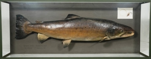 A scarce Rowland Ward mounted Atlantic Salmon, mounted in a picture showcase, backboard with hand-written legend “Board Run - River Dovey, R.C. Ruck, 6th October 1921" and with cast and fly of capture also mounted on card and applied to backboard, verso a