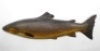 A rare early Fochaber’s carved wooden Brown Trout, naturalistically painted with flat painted pectoral fin, verso pencil detailed stock no. “DB 234", overall excellent condition and an early example dating to circa 1895, 19" long (see illustration)