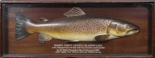 A fine and rare Fochaber’s carved wooden Brown Trout mounted in most unusual mahogany glazed display case, fish naturalistically painted and with relief fins, mahogany backboard white painted legend “Brown Trout, Caught in Blagdon Lake and Presented to t