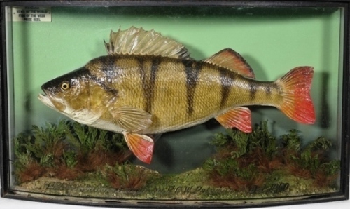 A good “News of the World Prize" Perch by J. Cooper & Sons, mounted in naturalistic setting within a bow fronted case, gilt inscribed “Perch 2lbs 9ozs, Caught by R.G.W. Pateman, 3rd Dec. 1950", graduated green painted backboard with applied ivorine News o