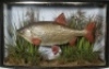 A J. Cooper & Sons Roach mounted amongst aquatic vegetation within a gilt lined bow fronted display case, blue painted backboard with applied paper Radnor St. trade label to top left corner, 22 1/4" wide