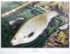 John Searl: Autumn Perch, limited edition colour print 72/100, pencil signed to margin, framed and glazed and the matching print “Winter Chub" ltd. ed. no. 72/100, framed and glazed 24 1/2" x 30" overall (2) - 2