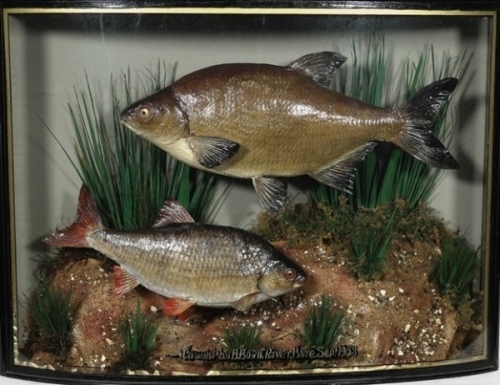 A scarce Roach and Bream mounted by W.F. Homer set amongst aquatic vegetation within a gilt lined and bow fronted display case, gilt inscribed “Caught by B. Bown, River Bure, Sept. 1953", green backboard with painted reed decoration and paper trade label 