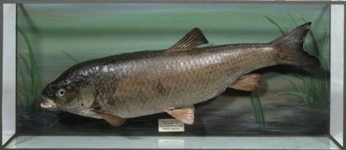 A scarce Rowland Ward mounted Chub displayed in picture showcase, applied ivorine legend plaque “Caught at Sockburn, 19th August 1951 by H. Tremewan Esq., Weight 3lbs 12ozs.", backboard painted aquatic vegetation decoration and makers details and verso a