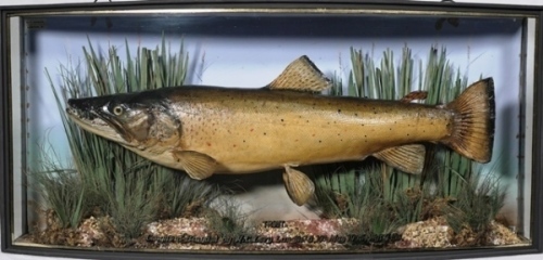 A good W.F. Homer Brown Trout set amongst aquatic vegetation within a gilt lined bow fronted case, gilt inscribed “Trout, Caught at “Blagdon" by W.C. Levy Langfield, 10th May 1905, Wgt. 7lbs.", blue backboard painted reed decoration and with applied paper