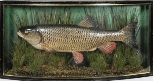 A good Avon Chub by J. Cooper & Sons mounted in naturalistic riverbed setting within a gilt lined and bow fronted case, gilt inscribed “Chub 4lbs., Caught by R.G. Webb in the Hampshire Avon at Downton, Aug. 1942", grey/green graduated backboard with appli