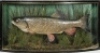 A good Avon Chub by J. Cooper & Sons mounted in naturalistic riverbed setting within a gilt lined and bow fronted case, gilt inscribed “Chub 4lbs., Caught by R.G. Webb in the Hampshire Avon at Downton, Aug. 1942", grey/green graduated backboard with appli