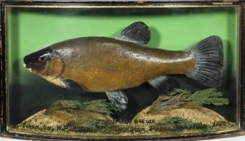 A good Tench by J. Cooper & Sons set amongst aquatic vegetation within a gilt lined and bow front case, gilt inscribed “Tench, 4lbs. 6 ¾ozs., Taken by W.P. Edens, Kennington Pits, 15th July 1953", graduated green/grey painted backboard, paper Bath Rd. tra