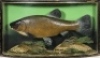 A good Tench by J. Cooper & Sons set amongst aquatic vegetation within a gilt lined and bow front case, gilt inscribed “Tench, 4lbs. 6 ¾ozs., Taken by W.P. Edens, Kennington Pits, 15th July 1953", graduated green/grey painted backboard, paper Bath Rd. tra