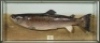 A scarce Rowland Ward plaster cast of a Brown Trout, mounted in picture showcase, naturalistically painted and mounted on brown/grey graduated backboard with applied ivorine legends plate “6 1/2lb., Caugh(sic) by R. Macdonald Buchanan in the Bran River, C