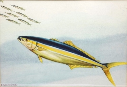 Alec Fraser-Brunner: Twelve original watercolour illustrations from the book plates of Game Fish of the World ed. by Brian Vesey-Fitzgerald and Francesca Lamonte, 1949, various species, all signed and set within blue lined card mounts and in matching gilt