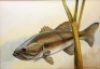 Alec Fraser-Brunner: Twelve original watercolour illustrations from the book plates of Game Fish of the World ed. by Brian Vesey-Fitzgerald and Francesca Lamonte, 1949, various species, all signed and set within blue lined card mounts and in matching gilt - 4