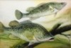 Alec Fraser-Brunner: Twelve original watercolour illustrations from the book plates of Game Fish of the World ed. by Brian Vesey-Fitzgerald and Francesca Lamonte, 1949, various species, all signed and set within blue lined card mounts and in matching gilt - 6