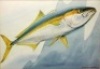 Alec Fraser-Brunner: Twelve original watercolour illustrations from the book plates of Game Fish of the World ed. by Brian Vesey-Fitzgerald and Francesca Lamonte, 1949, various species, all signed and set within blue lined card mounts and in matching gilt - 8
