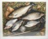 Searl J.: Winter Magic, limited edition coloured print 5/100, depicting a mixed bag of winter species, pencil signed to margin, framed and glazed 17 ¾" x 21" overall and Searl J.: Bread Fishing, ltd. ed. colour print 5/50, signed in margin, framed and g