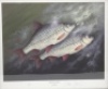 Searl J.: Winter Magic, limited edition coloured print 5/100, depicting a mixed bag of winter species, pencil signed to margin, framed and glazed 17 ¾" x 21" overall and Searl J.: Bread Fishing, ltd. ed. colour print 5/50, signed in margin, framed and g - 2