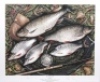 Searl J.: Autumn Perch, coloured print, framed and glazed 24" x 30" overall, Searl J.: Winter Magic, limited edition coloured print 14/100, depicting a mixed bag of winter species, pencil signed to margin, framed and glazed 17 ¾" x 21" overall and an un - 2