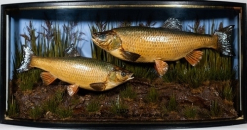 A pair of Avon Chub preserved by W. Barnes mounted in aquatic riverbed setting within a gilt lined and bow fronted case, gilt inscribed “Chub, Taken by R. Bayliss at Christchurch, June 29th, 1927, Wgt. 4lbs 12 & 3lbs.", blue painted backboard with paper 