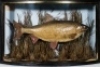 A Roach preserved by Wm. Gibson mounted in naturalistic setting within a gilt lined and bow fronted case, blue backboard with applied hand-written trade label to top left corner, 17" wide