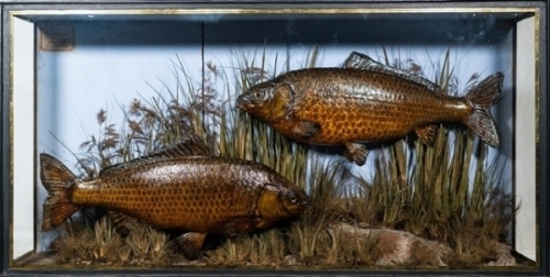 A pair of Common Carp by J. Cooper mounted amongst aquatic vegetation within a gilt lined flat front display case applied hand-written paper legend plaque “Taken by R. Mortimer at Broxbourne, 8th Sept. 1871, United Wgts. 14lbs.", blue painted backboard wi