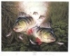 Searl J.: The Avon Roach, coloured print, artists proof, pencil signed, framed and glazed, image 16 ¾" x 22 1/2", Searl J.: Ambush, ltd. ed. colour print, 3/50, pencil signed to margin, framed and glazed, image 12" x 14 ¾" and Jardine C.: The Lady Amid th - 2