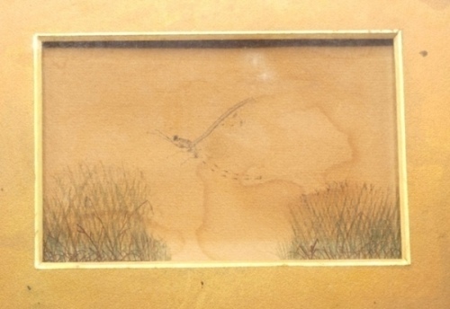 An important miniature watercolour painting of a mayfly by Thomas Andrews and gifted to F.M.H. by the artist, depicting a mayfly in flight above bankside reeds, verso ink inscribed by William Senior “This mayfly was specially painted for Halford by T. An