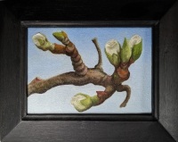 Young Blossom (Victoria Plum) by Gerry Stott