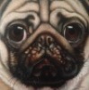 Pugshot by Susan Hutchison