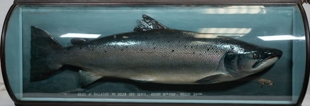 A fine P.D. Malloch plaster cast of a Salmon the naturalistically ...