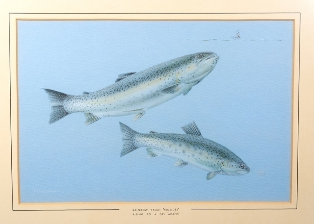 Tommy Brayshaw: Rainbow Trout Redsides , Rising to a Dry Adams ...
