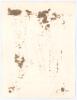 Arthur Edward Robert Gilligan. Cambridge University, Surrey, Sussex & England 1919-1932. Original sepia photograph of Gilligan depicted full length wearing cricket attire and England blazer at Scarborough with the scoreboard and grandstand in the backgrou - 2