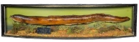 A rare J. Cooper & Sons mounted Eel, set amongst aquatic vegetation within a gilt lined and bow front case, internal legend plaque "Eel caught by D. Kelley at Trench Pool, 6th July 1959, Weight 4lbs 3ozs 5drms.", graduated green painted backboard, 42" wid