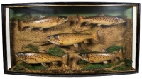 A fine case of five Brown Trout by J. Cooper & Sons, mounted by W.B. Griggs, displayed within a naturalistic river bed setting in gilt lined, bow fronted case, gilt inscribed "Trout, Caught by E.C. Pedley, April & May 1946", green painted backboard, paper