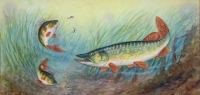 H. Davis: Pike and Perch attacking Roach fry in weeded riverbed setting, watercolour, signed framed and glazed, image 6 ½" x 13 ½"