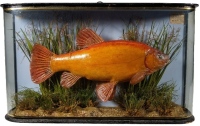 A rare Golden Tench by J. Cooper & Sons, set amongst aquatic vegetation within a wrap-around gilt lined case, blue painted backboard with applied paper legend plaque "Golden Tench, Caught by J. Wood at Carburton, Aug. 2nd 1913, Weight 3 ½lbs., Portland AS