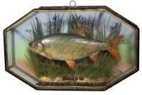 A scarce Roach mounted by W.F. Homer and set within a gilt lined "coffin" shaped picture showcase, gilt inscribed "Roach, 1 ¼ lbs., Caught at "Windsor" by E. Campbell, Aug. 1915", green/grey faded backboard painted reed decoration, 19" wide (See illustrat