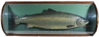 A good P.D. Malloch plaster cast of a Tay Salmon, the naturalistically painted three quarter block fish mounted on graduated grey/blue backboard with fly of capture to lower right corner and painted legend "Salmon 23lbs., Caught by Major M. Radcliffe, Lo