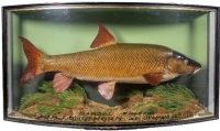 A fine J. Cooper & Sons Barbel mounted by Len Griggs and set amongst aquatic vegetation within a gilt lined and bow fronted showcase, gilt inscribed "Barbel 7lbs. 4 ½ozs., Caught by R. Longthorn at Ulleskelf, 12th October 1952", grey/green graduated backb