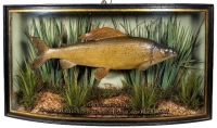 A Grayling by W.F. Homer mounted in naturalistic aquatic setting within a gilt lined and bow fronted show case, gilt inscribed "Grayling 1lb. 5 ½ozs., Caught by H. Simner at "Hampton Bishop", river Wye, 8 Dec. 1932", green backboard painted reed decoratio