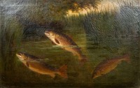 A. Roland Knight: Three Brown Trout rising to flies in a reeded riverscape, oil on canvas, signed, gilt slipped oak frame, image 15 ¼" x 23 ½"