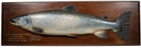 A good Fochaber's carved wooden Norwegian Salmon the naturalistically painted half block fish with relief fins and mounted on rectangular chamfered mahogany backboard with fly of capture attached to top left corner and gilt painted legend "Killed by Chri