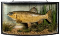 A Chub by J. Cooper & Sons, mounted amongst aquatic vegetation with a bow fronted showcase, blue painted backboard with painted reed decoration, applied Radnor St. trade label to top left lid interior, case restored at some time, 23" wide