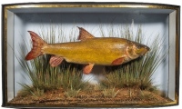An Avon Barbel by W.F. Homer mounted in a naturalistic riverbed setting within a gilt lined and bow fronted case, gilt inscribed "' Barbel, Wgt. 10lbs. 2ozs. 6drms. ' Caught in the "Parlour Pool" River Avon, Christchurch, 14th October 1929 by Mr. A. Reece