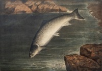 The Leap, mezzotint of a hooked leaping salmon, after A. Roland Knight, oak framed, titled mount, image 8" x 11 ¼"