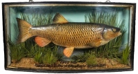 A fine J. Cooper & Sons Chub mounted by W.B. Griggs, set amongst aquatic vegetation within a gilt lined and bow fronted case, gilt inscribed "Chub, 5lbs., Caught by S. Walker at Ellenthorpe, 23rd Feb. 1938", grey/green graduated backboard mounted with ho